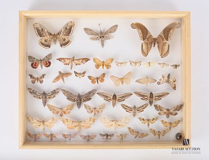 Boite entomologique contenant trente-neuf...
