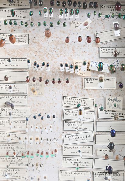 Ensemble de quatre boites entomologique contenant...
