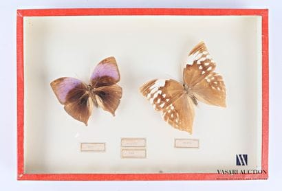 Boite entomologique présentant un rare couple...