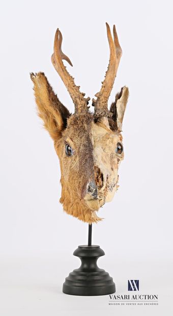 Ecorché de chevreuil (Capreolus capreolus,...