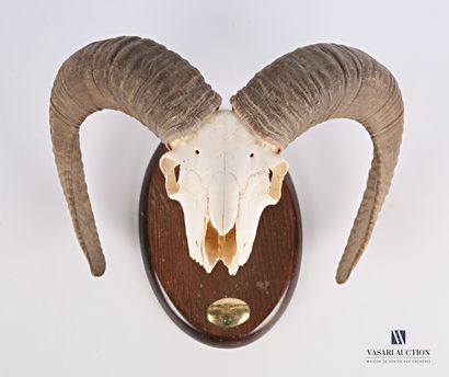 Crâne de mouflon (Ovis orientalis musimon,...