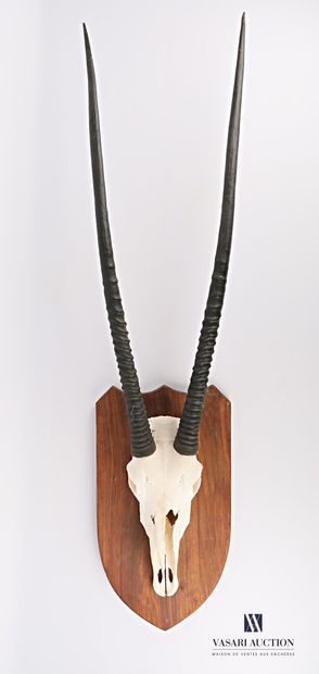 Massacre d'oryx (Oryx gazella, non réglementé)...