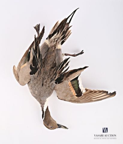Canard pilet (Anas acuta) mâle présenté en...