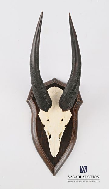 Massacre de guib sylviatique (Tragelaphus...
