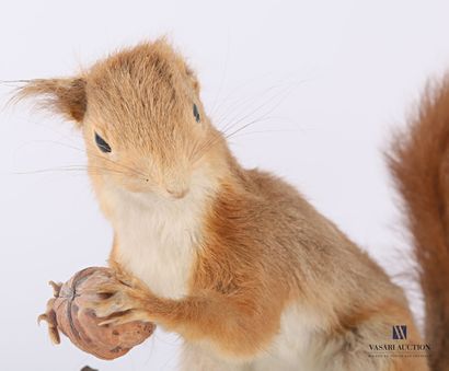 Écureuil (Sciurus vulgaris) à la noix sur...