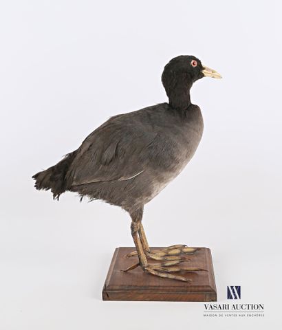 Foulque macroule (Fulica atra, non réglementé)...