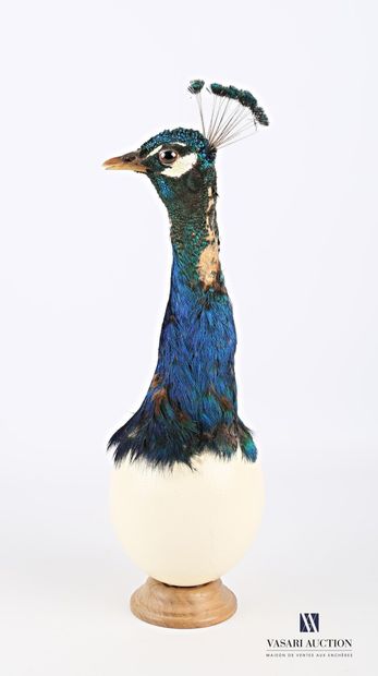 Oeuf d'autruche (Struthio camelus, non réglementé)...