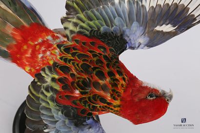 Perruche omnicolore (Platycerus eximinus,...