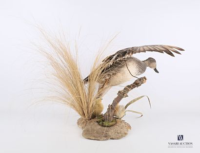 Cane chipeau (Mareca strepera, pré règlementation)...