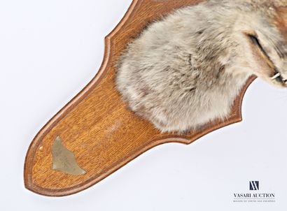 Tête de renard roux (Vulpes vulpes, non réglementé)...