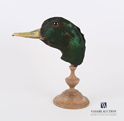 Tête de canard col vert (Anas platyrhynchos...