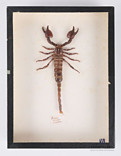 Boite entomologique présentant un scorpion...