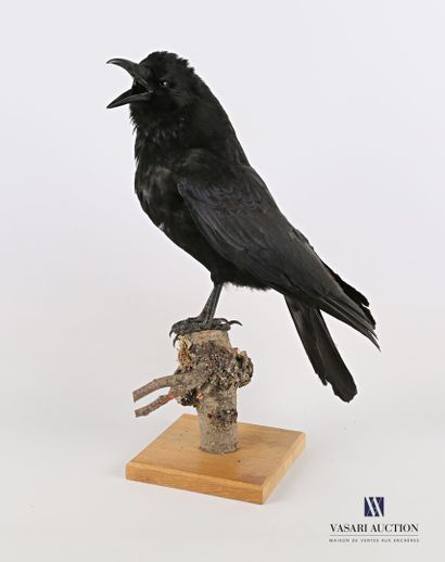 Corneille noire (Corvus corone, non réglementé)...