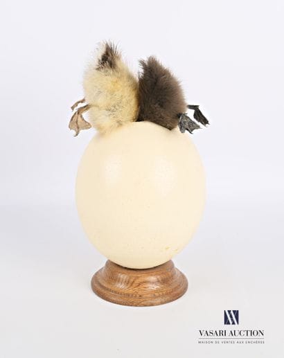 Bataille de deux canetons (Anas platyrhynchos...