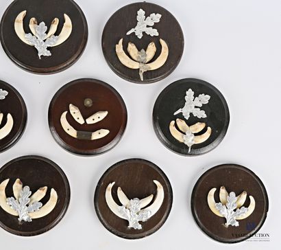 Ensemble de neuf trophées dentaires de sanglier...