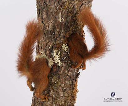 Couple de postérieurs d'écureuils (Sciurus...