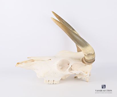 Crâne sans mandibule inférieure de bovidé...