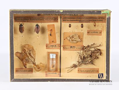 Boite entomologique présentant les insectes...