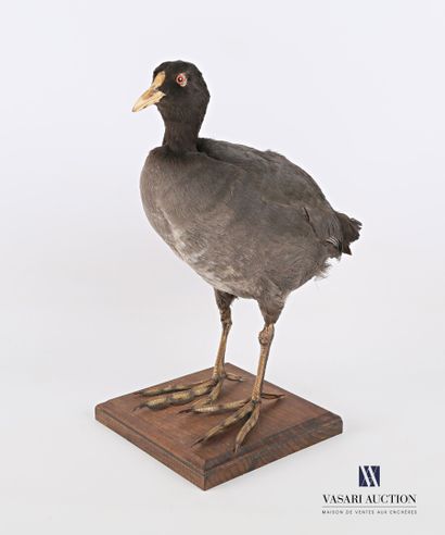 Foulque macroule (Fulica atra, non réglementé)...