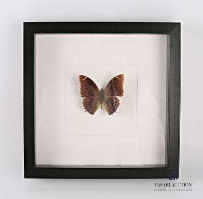 Cadre vitré contenant un papillon (Lepidoptera...
