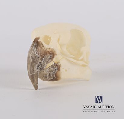 Crâne de perroquet de Meyer (Poicephalus...