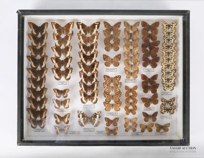 Boite entomologique contenant soixante quatorze...