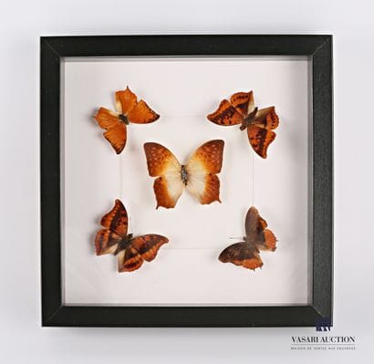 Cadre vitré contenant cinq lépidoptères(Lepidoptera...