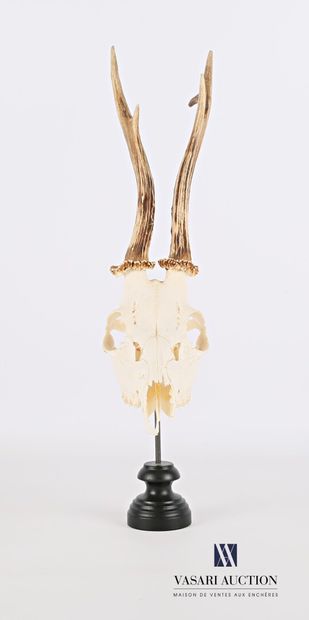 Crâne de chevreuil (Capreolus capreolus,...