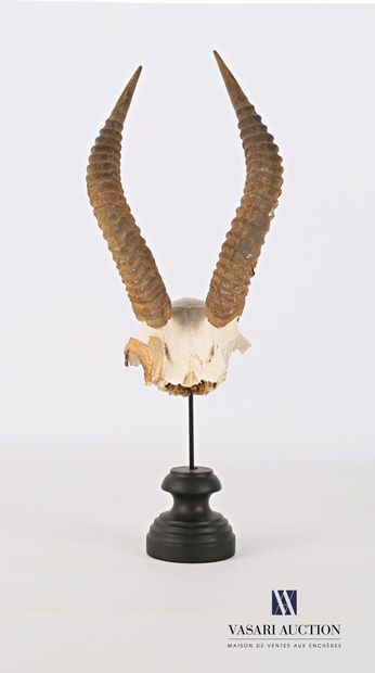 Frontal de gazelle (Gazella sp, non réglementé)...