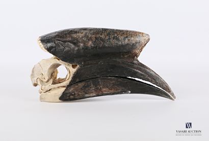Crâne de Calao à casque noir (Ceratogymna...