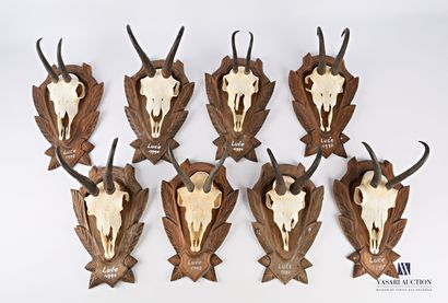 Ensemble de huit massacres de chamois (Rupicapra...