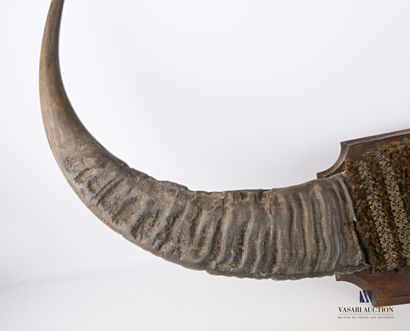Paire de cornes de buffle asiatique (Bubalis...