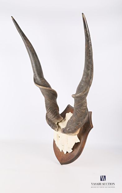Frontal d'élan du cap (Taurotragus oryx,...