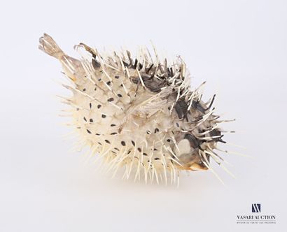 Diodon appelé poisson porc-épic (Diodon spp,...