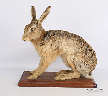 Lièvre commun (Lepus lepus, non réglementé)...