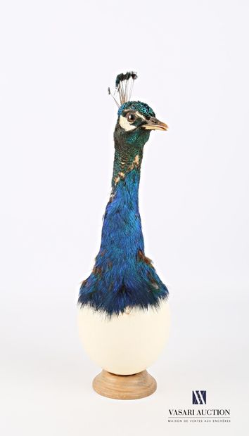 Oeuf d'autruche (Struthio camelus, non réglementé)...