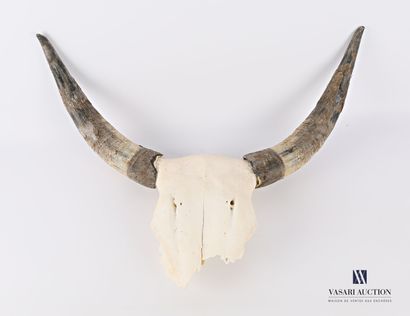 Frontal de taureau camarguais (Bos Taurus,...