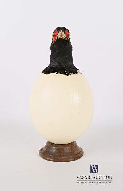 Tête de faisan de colchide (Phasianus colchicus,...