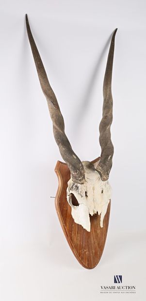 Massacre d'eland de derby femelle (Taurotragus...