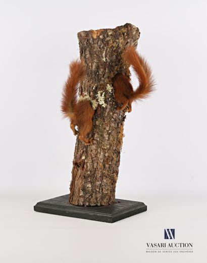 Couple de postérieurs d'écureuils (Sciurus...