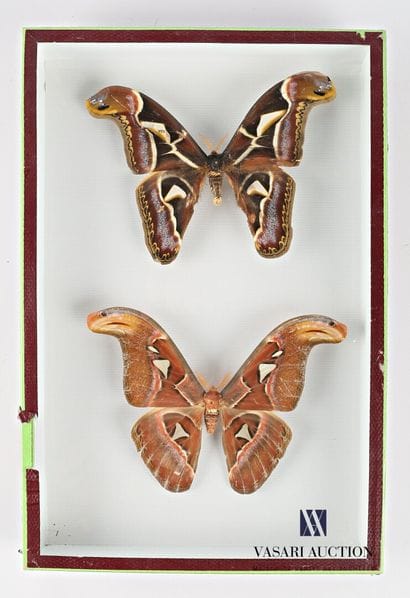 Boite entomologique présentant un couple...