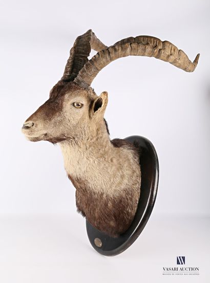 Tête de bouquetin ibérique (Capra pyrenaica,...