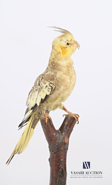 Perruche calopssite branchée (Nymphicus hollandicus,...