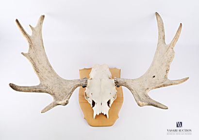 Frontal d'élan (Alces alces, non réglementé)...
