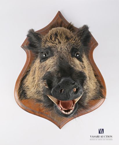 Tête de sanglier (Sus scrofa, non réglementé)...