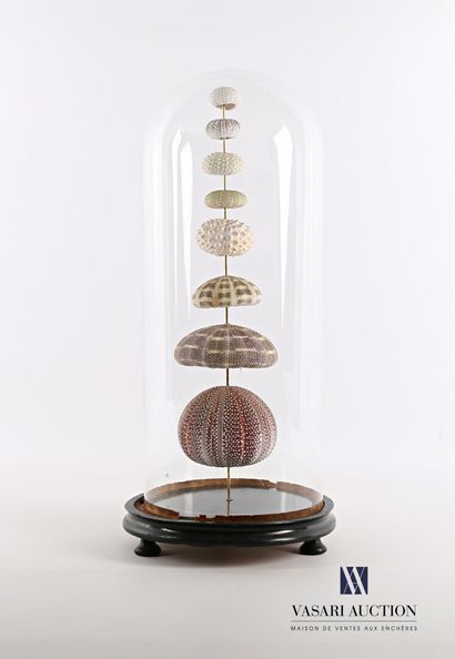 Ensemble de huit oursins (Echinoidea sp,...