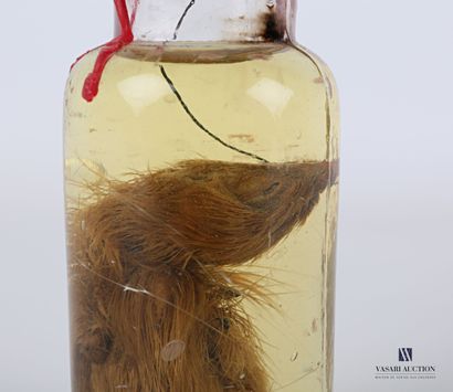 Oisillon en conservation humide (alcool 70°)...