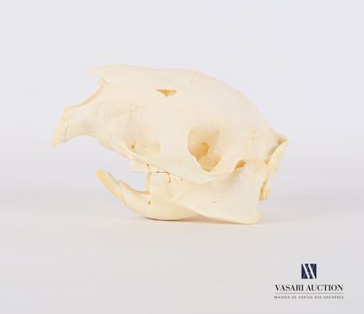 Crâne de porc-épic (Hystrix cristatta , annexe...