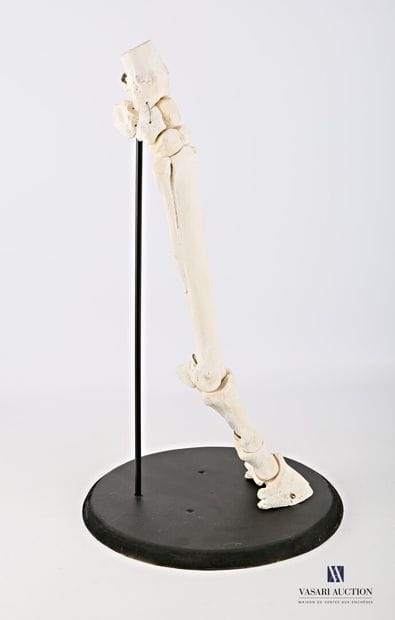 Patte avant de cheval (Equus caballus, non...