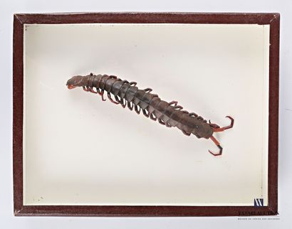 Boite entomologique présentant un grand scolopendre.

Haut....